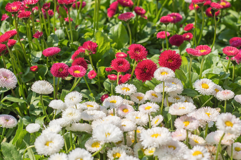 Bellis perennis