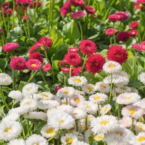 Bellis perennis