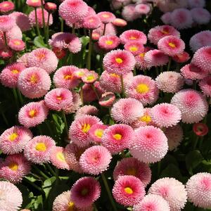 Bellis perennis