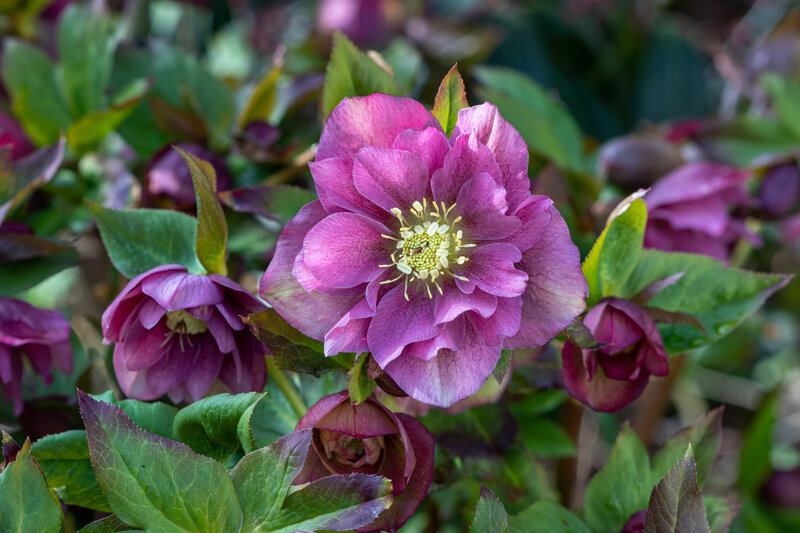 Helleborus Orientalis - Hybriden