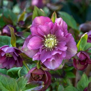 Helleborus Orientalis - Hybriden