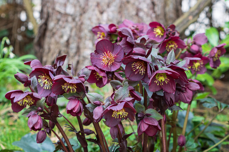 Helleborus Orientalis - Hybriden