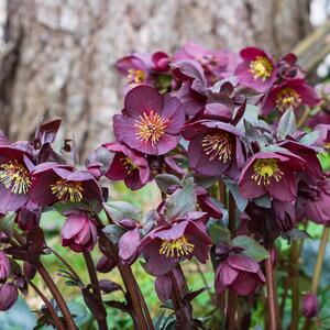 Helleborus Orientalis - Hybriden