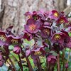 Helleborus Orientalis - Hybriden