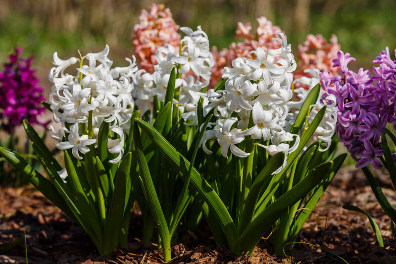 Hyacinthus orientalis Trio