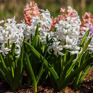 Hyacinthus orientalis Trio