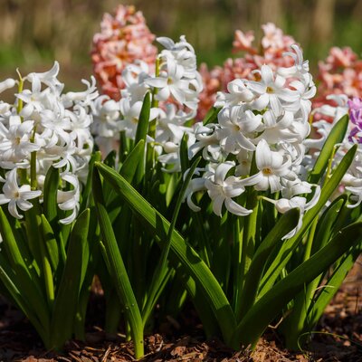 Hyacinthus orientalis Trio
