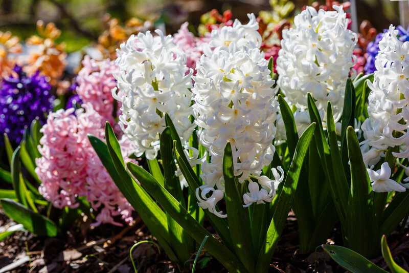 Hyacinthus orientalis Trio