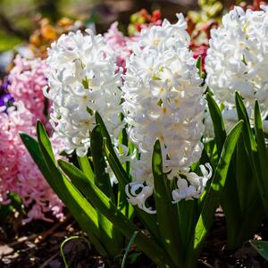 Hyacinthus orientalis Trio