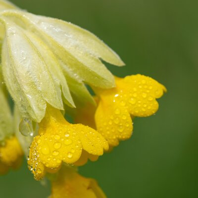 Primula veris