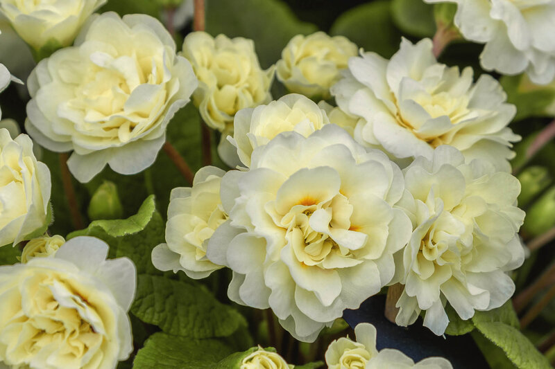 Primula vulgaris Belarina