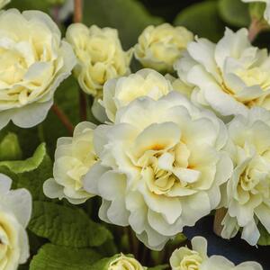 Primula vulgaris Belarina