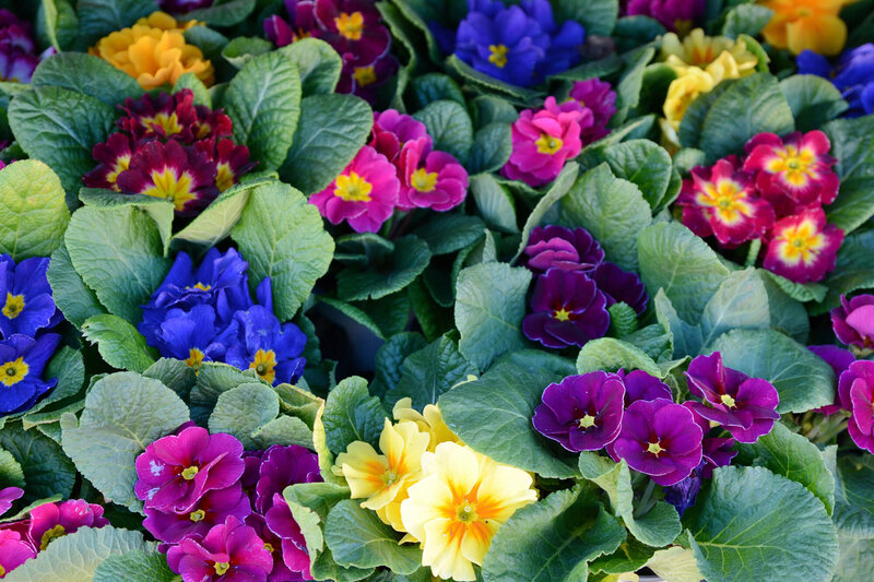 Primula vulgaris