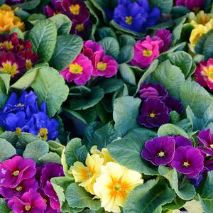 Primula vulgaris