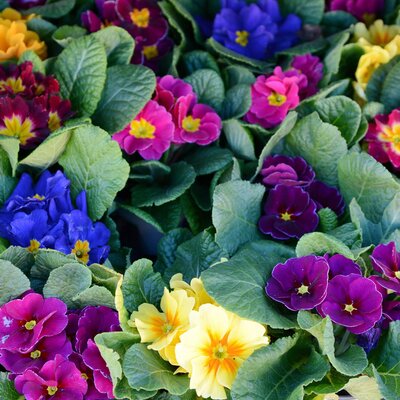 Primula vulgaris
