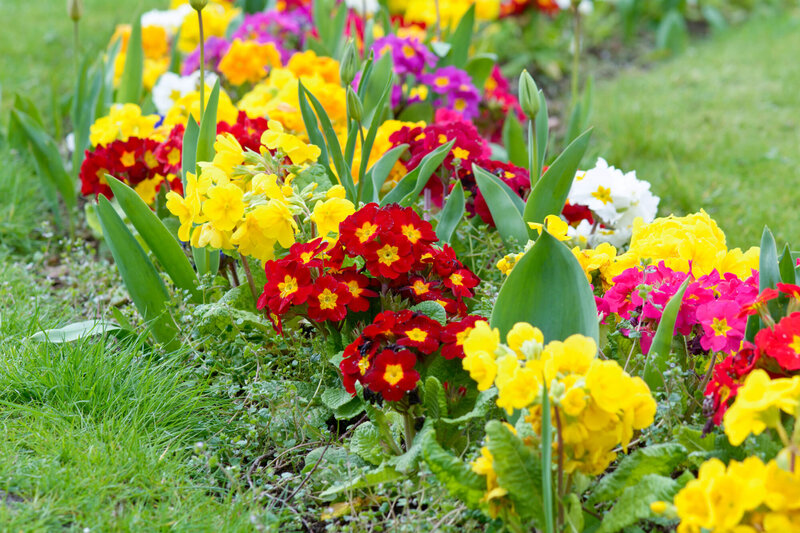 Primula vulgaris