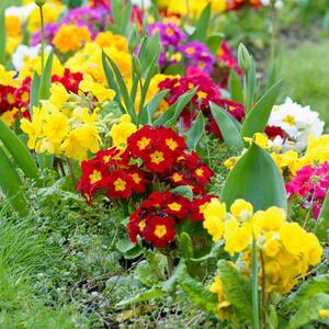Primula vulgaris