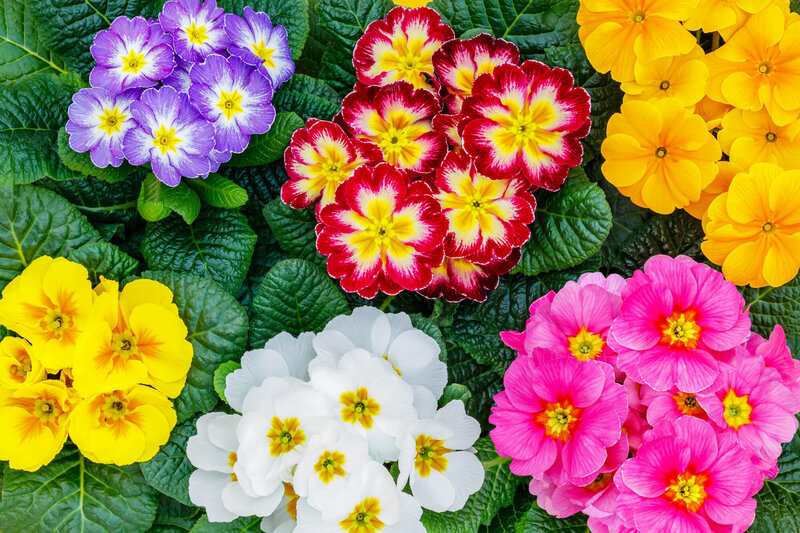 Primula vulgaris