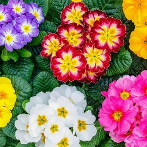 Primula vulgaris