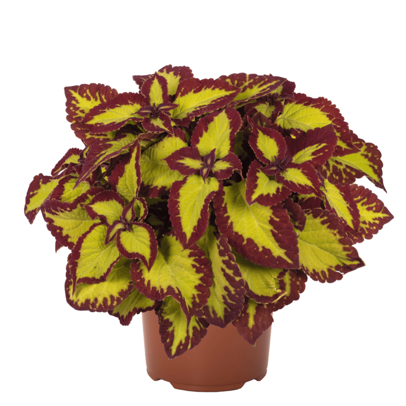 Coleus blumei 'Glassworks Velvet'