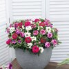 Garden Trio Linda Girly 