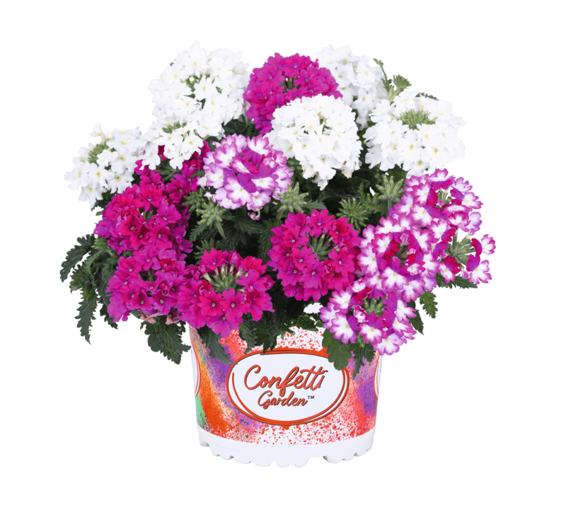 Garden Trio Linda Girly 