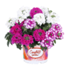 Garden Trio Linda Girly 