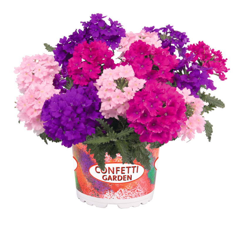 Garden Trio Linda Victoria baby