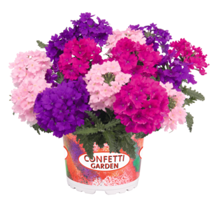 Garden Trio Linda Victoria baby