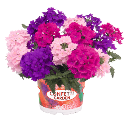 Garden Trio Linda Victoria baby