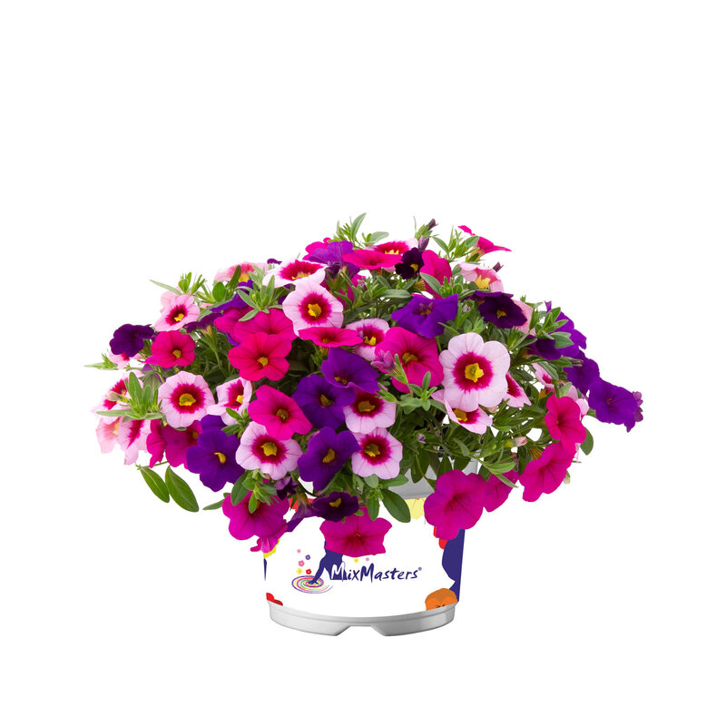 Garden Trio Vegas Night Light