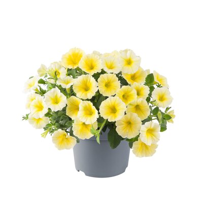 Petunia grandiflora 'Bee´s Knees Yellow