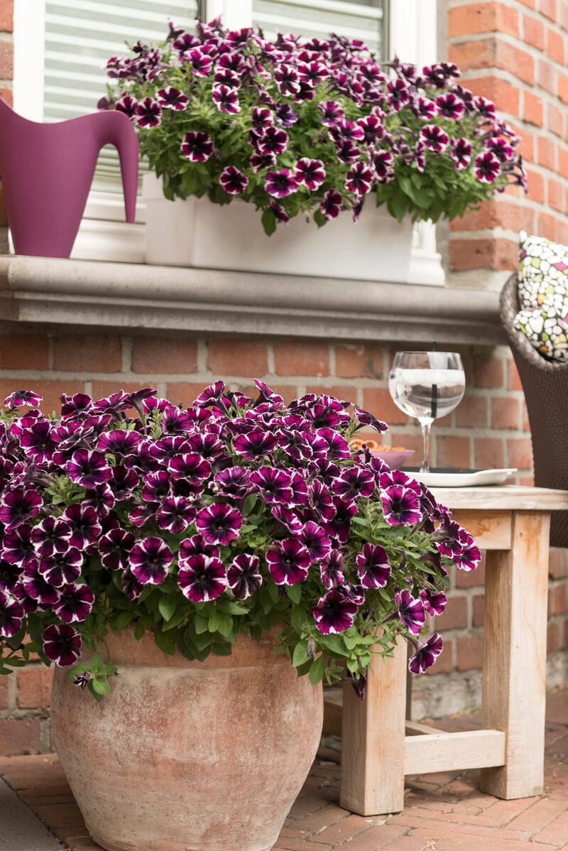 Petunia grandiflora Miss Marvelous 