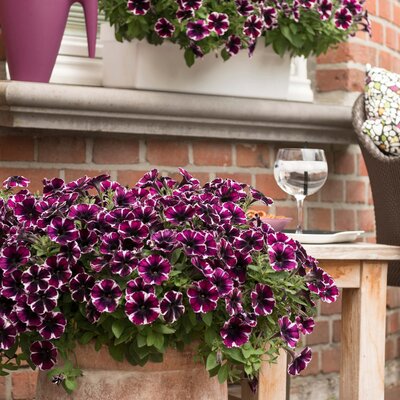 Petunia grandiflora Miss Marvelous 