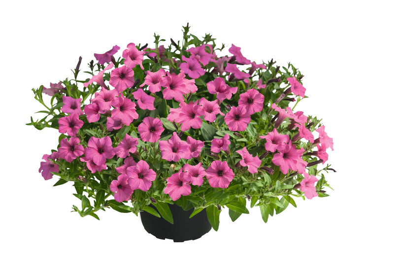 Petunia 'Vista Hot Pink'