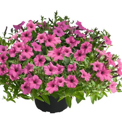 Petunia 'Vista Hot Pink'