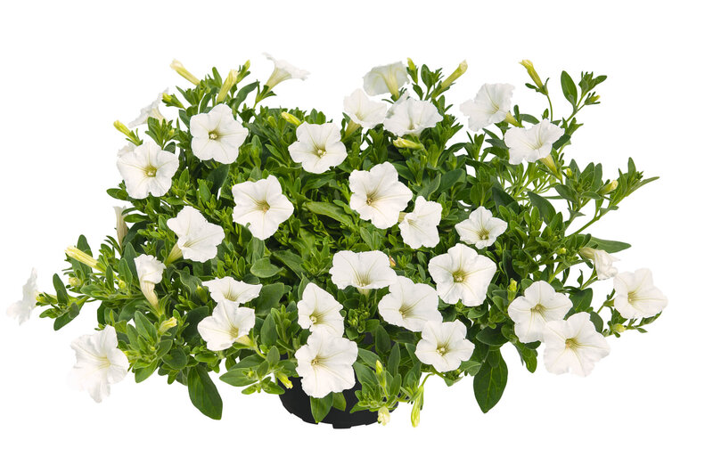 Petunia 'Vista white'