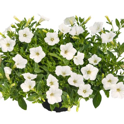 Petunia 'Vista white'