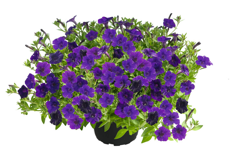 Petunia 'Vista Violet'