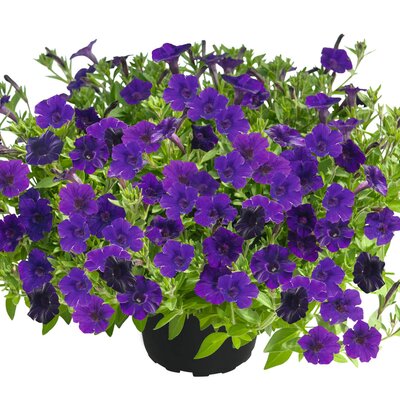 Petunia 'Vista Violet'