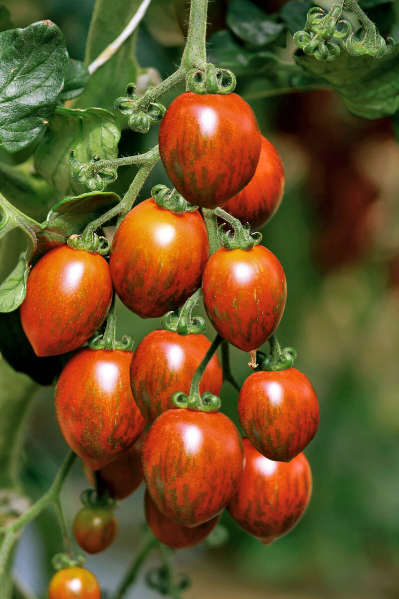Solanum lycopersicum 'Cookie'