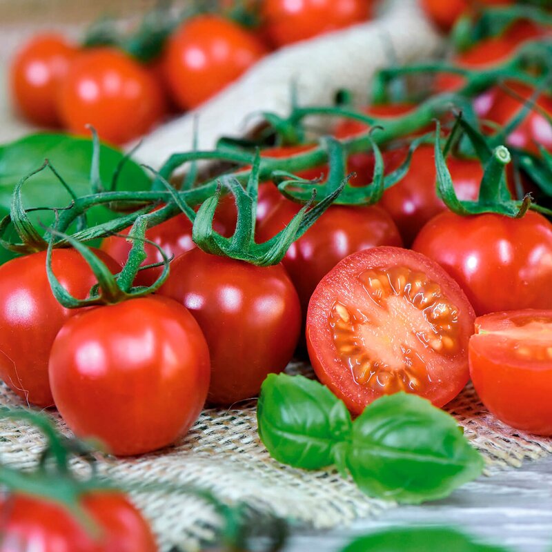 Solanum lycopersicum 'Rubylicious' | STARKL