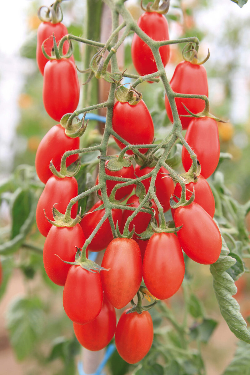Solanum lycopersicum 'Mini San Marzano Trilly'