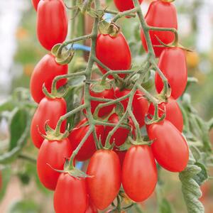 Solanum lycopersicum 'Mini San Marzano Trilly'