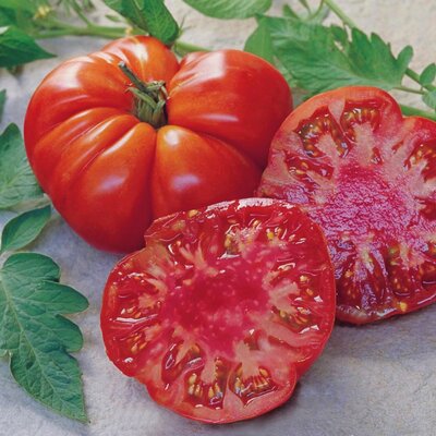 Solanum lycopersicum ‚Tomande‘ F1 
