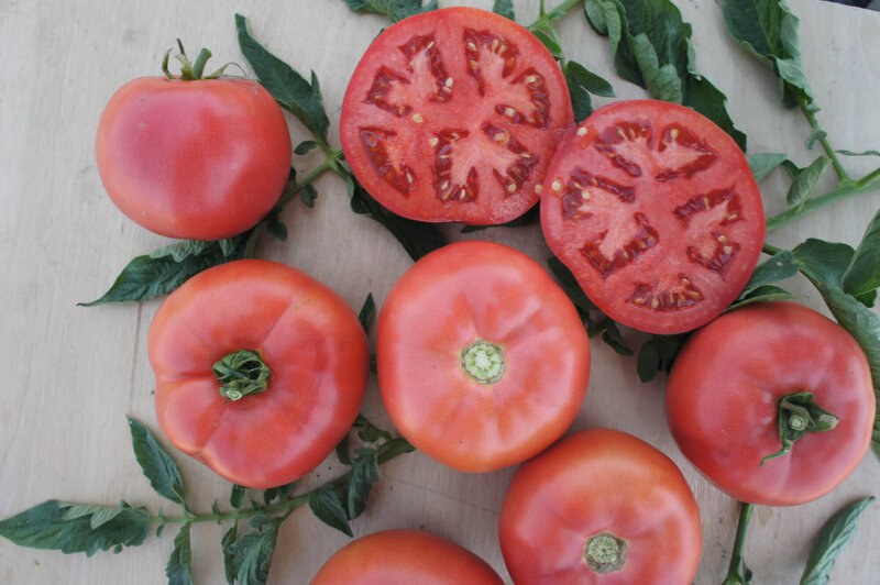 Solanum lycopersicum 'Pink Bomb'