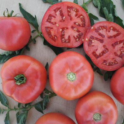 Solanum lycopersicum 'Pink Bomb'