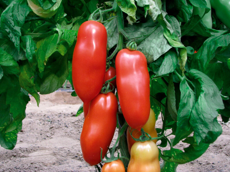 Solanum lycopersicum ‚San Marzano Giano‘ 