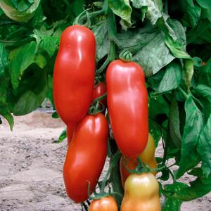 Solanum lycopersicum ‚San Marzano Giano‘ 