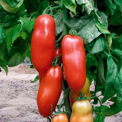 Solanum lycopersicum ‚San Marzano Giano‘ 